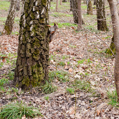 Naklejka na ściany i meble squirrel looks out from behind a tree trunk in a spring park