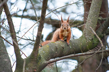 squirrel looks out from behind a tree trunk in a spring park
