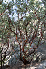 Manzanita Beauty