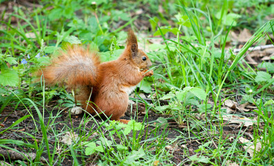 Naklejka na ściany i meble beautiful young squirrel sits in the grass and eats a nut