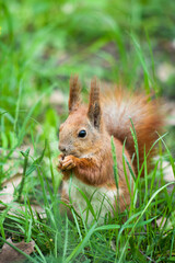 Naklejka na ściany i meble young squirrel with a fluffy tail sits in the grass and eats a nut