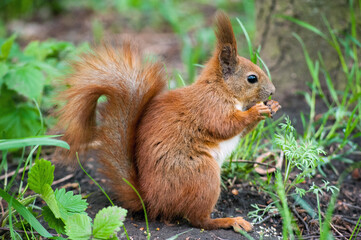 Naklejka na ściany i meble young squirrel with a fluffy tail sits in the grass and eats a nut
