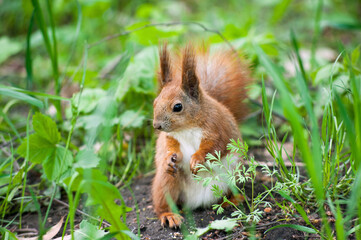 Naklejka na ściany i meble young squirrel with a fluffy tail looks wary