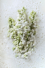 brushes of blooming lilacs in milk foam, milk bath