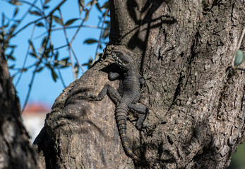 Stellagama lizard basking in the sun