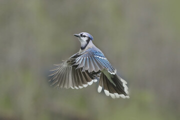 Blue Jays flying against forested background with a bit of green peeking through, approaching the bird feeder and chasing off all the smaller birds