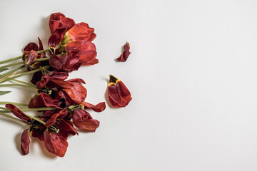 Flabby red tulips on a white background