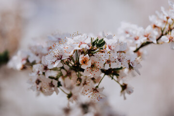 Thin tree branch with white cherry blossom flowers growing on it on a blurred white background