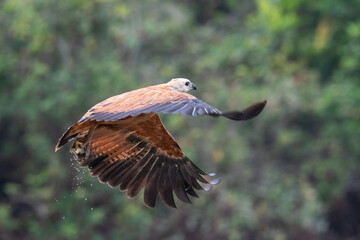 Black-collared Hawk (Busarellus nigricollis)