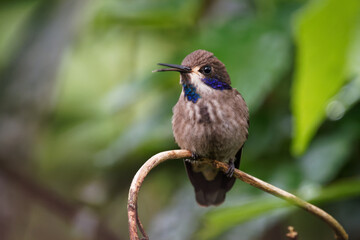 Brown Violet-ear - Colibri delphinae large hummingbird, bird breeds at middle elevations in the mountains in Central America, western and northern South America, Trinidad and in Brazilian state Bahia