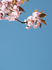 Pink sakura, cherry blossom twigs with flowers on bright day with blue sky. Natural background with text space, copy-space, place for text.