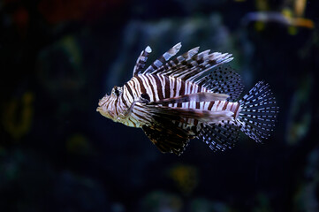 Fototapeta na wymiar Poisonous marine fish Pterois, commonly known as lionfish, native to the Indo-Pacific Ocean. Also called zebrafish, firefish, turkeyfish, savory fish, or butterfly cod