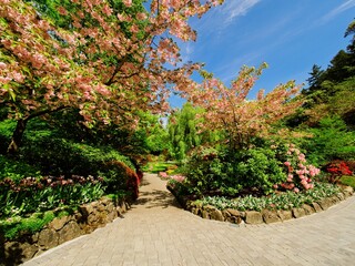 Walkway under blooming cherry trees