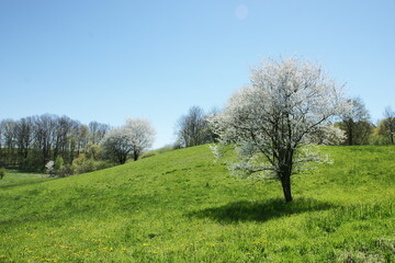 Wiosenne drzewa.  Polska - Mazury - Warmia. - obrazy, fototapety, plakaty