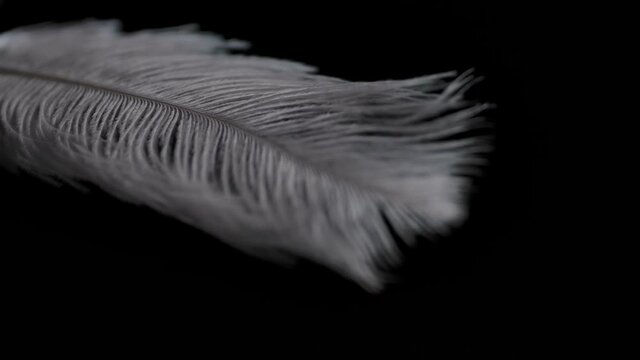 Slow motion feather background. Macro. Close up. White fluff in black background