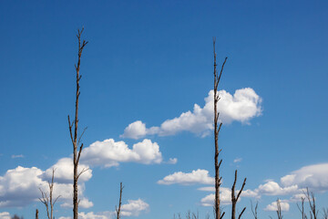 Fototapeta premium Two dry tree trunks against a blue sky with white clouds. Environmental concept