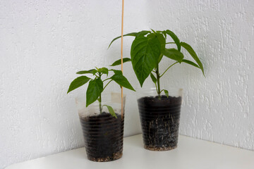 Bell pepper seedling with a well-developed root system on a white background. Root and stem, leaves of pepper seedlings