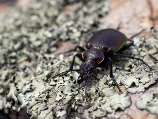 macro shot of black carabus glabratus on a grey stone