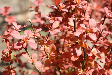 Olsztyn. Kudypy. Leśne Arboretum. Berberys. Polska - Mazury - Warmia.