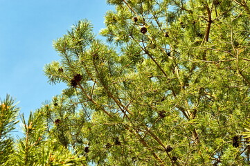 Pine with cones
