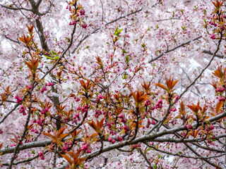 springtime blossoming tree branches