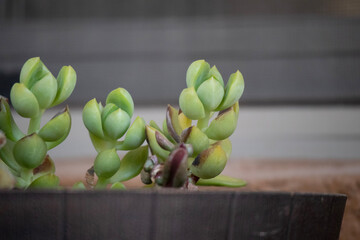 artichokes on a table