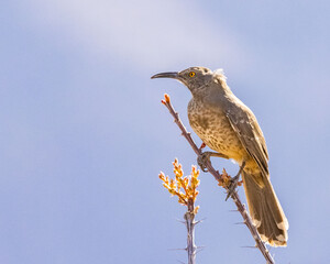 Curve-billed Thrasher on a Thorny Limb
