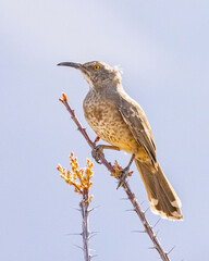 Curve-billed Thrasher on a Thorny Limb