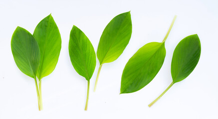 Fingerroot leaves on a white background.
