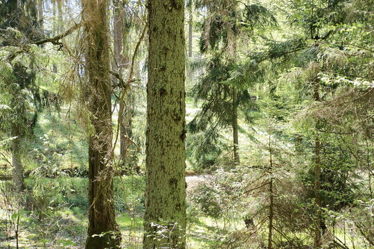 Lasy Bilder Durchsuchen 5,240 Archivfotos, und Videos