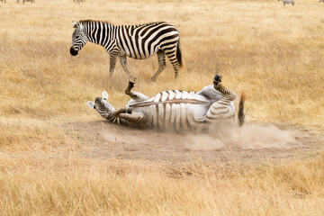 Zebra that is rolling on the ground. Ngorongoro crater, Tanzania