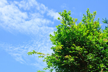 Fototapeta premium green tree and blue sky