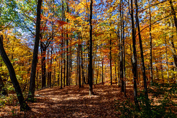 Fall lights and shades inside a wooded area, Central Canada, ON, Canada