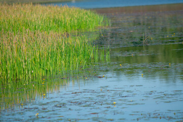 Vegetação Aquatica Pantanal