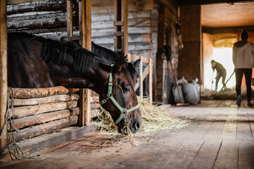 The horses have poked their heads out of their boxes and are looking at the groom who has brought...