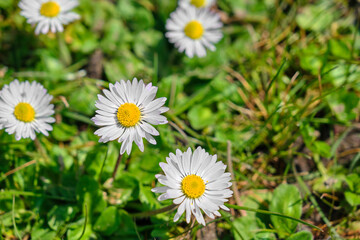 Beautiful daisy flowers covered by green grass on flood plain (longoz ormani) forest in karacabey Bursa during sunny day.