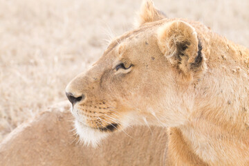 Lioness close up. Serengeti National Park, Tanzania, Africa