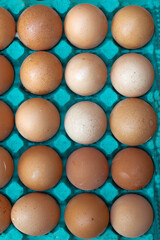 Maple or Cyan egg with orange eggs