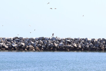 An unknown elite athlete running the entire jetty, in Dana Point, Harbor.
