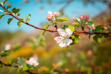 Obraz premium Blooming apple tree in early spring.