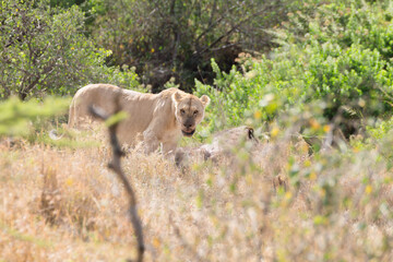 Naklejka na ściany i meble Lioness close up. Serengeti National Park, Tanzania, Africa