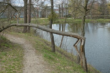 one broken gray tree over a path in green grass on the shore of a pond in nature