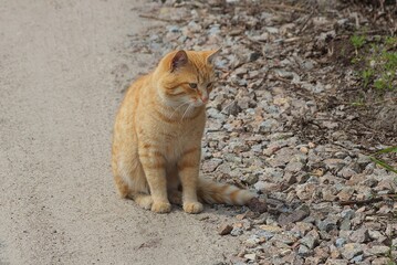 one ginger beautiful cat sits on a gray asphalt road on the street