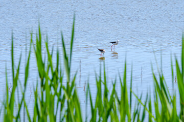 Black-winged lapwings on stilt legs search for food in shallow water on a sunny day against the backdrop of green grass. Bird life in the wild.
