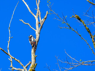 Woodpecker on a dry tree trunk against the blue sky on a sunny day. The bird obtains insects for...
