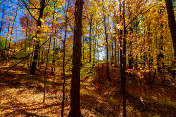 Acres of thick golden leaves on the forest floor in fall, Central Canada, ON, Canada