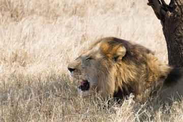 Lion at Serengeti National Park,  Tanzania, Africa