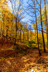 Row of maple trees turned gold dominate the scene, Central Canada, ON, Canada