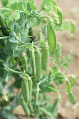 Snow pea cultivation. Snow pea is a type of bean that can be eaten with pods.