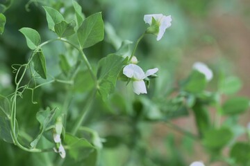 Snow pea cultivation. Snow pea is a type of bean that can be eaten with pods.